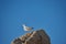 Lonely seagull struggling to find food due to effects of climate change and rising sea levels. Wildlife landscape with a