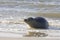 Lonely seal at beach near village of Hollum, Ameland