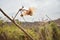 Lonely seeds in forest on a sunny day with blur effect