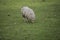 Lonely sheep eats gras in the meadow