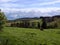 Lonely Sheep, Northumberland Landscape, England