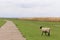 Lonely sheep separated from the herd in typical german landscape