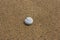 Lonely shell on the sand