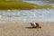 Lonely shell on the sand on the beach near the seashore