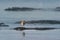 Lonely shorebird on rock at low tide