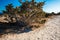 Lonely shrub in the dessert hill