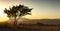 Lonely silhouette tree in sunlight on the background Mountain in the fog. Summer heat sunset