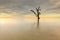 A lonely single tree at Kudah Beach Sabah Malaysia