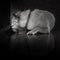 Lonely sleeping dog in Black and white tone