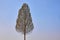 Lonely slender deciduous tree on a background of blue sky