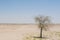 Lonely small dying tree at the middle of the desert