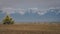 Lonely small pine tree in dry meadow in Mongolian steppe. Scenic view, snow peak mountains. Tops mountains snow capped