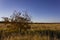 Lonely small withered walnut tree in a yellow meadow