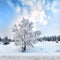 Lonely snow covered tree in the winter forest