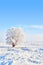 Lonely Snow Covered Tree Winter Landscape in Canada With Copy Space