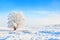 Lonely Snow Covered Tree Winter Landscape in Canada With Copy Space
