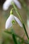 Lonely snowdrop in close up