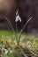 Lonely snowdrop stands alone in a meadow