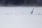 Lonely Snowman on the Middle of a Frozen Lake