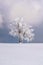 Lonely snowy tree in a dreamlike winter landscape. A very calm and minimalist photo.