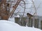 Lonely sparrow Passer domesticus sitting on wooden fence