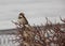 A lonely sparrow perched on a bare branch of overgrown thorn-bush