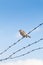 Lonely sparrow standing on barbed wire