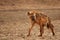 Lonely Spotted Hyena Crocuta crocuta laughing hyena giving a look and going across parched desert.