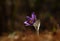 Lonely spring forest Pasqueflower