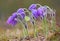 Lonely spring forest Pasqueflower