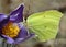 Lonely spring forest Pasqueflower