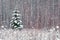 Lonely spruce tree in the snow against a background of tree trunks in a winter forest