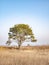 Lonely standing pine tree in the field