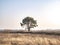 Lonely standing pine tree in the field