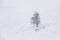 Lonely standing tree on a snowy mountainside in snowfall