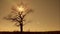 Lonely standing tree at sunset. Dry tree swaying in the wind in the sun