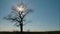 Lonely standing tree at sunset. Dry tree swaying in the wind in the sun