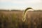 A LONELY STEM OF GRASS IN A FIELD