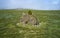 Lonely stone cliff with  a cedar tree on the top