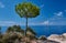 Lonely stone pine on the shores of the Ionian Sea
