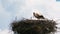 Lonely Stork Eating In The Nest