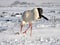 Lonely stork in the snow