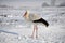 Lonely stork in the snow