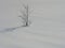 Lonely stranded tree in glittering snow covered landscape