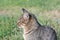 Lonely stray cat on green grass outdoors, closeup. Homeless pet