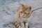 Lonely stray cat on stone surface outdoors, closeup. Homeless pet