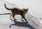 lonely stray cat tortoiseshell tricolor color is the asphalt on the sidewalk.