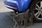 Lonely stray cats outdoors on asphalt near blue car. Homeless pet