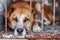 Lonely stray dog in shelter cage abandoned, hungry, and hopeful behind rusty bars