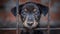 Lonely stray dog in shelter cage abandoned, hungry, and hopeful behind rusty bars